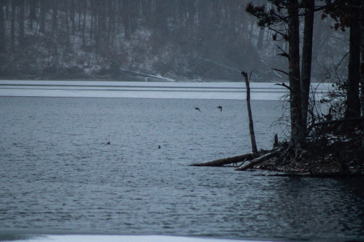 Hooded Merganser - ML646865878
