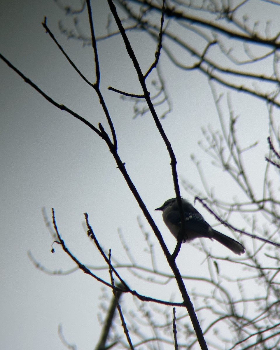 Blue Jay - ML646865879