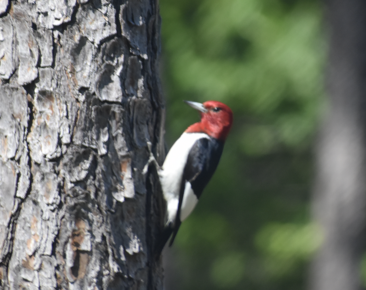 Red-headed Woodpecker - ML646865880