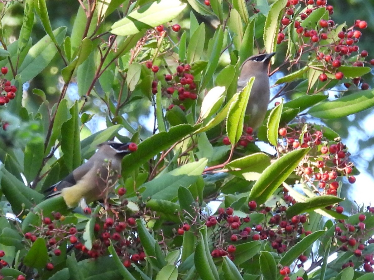 ヒメレンジャク - ML646865881