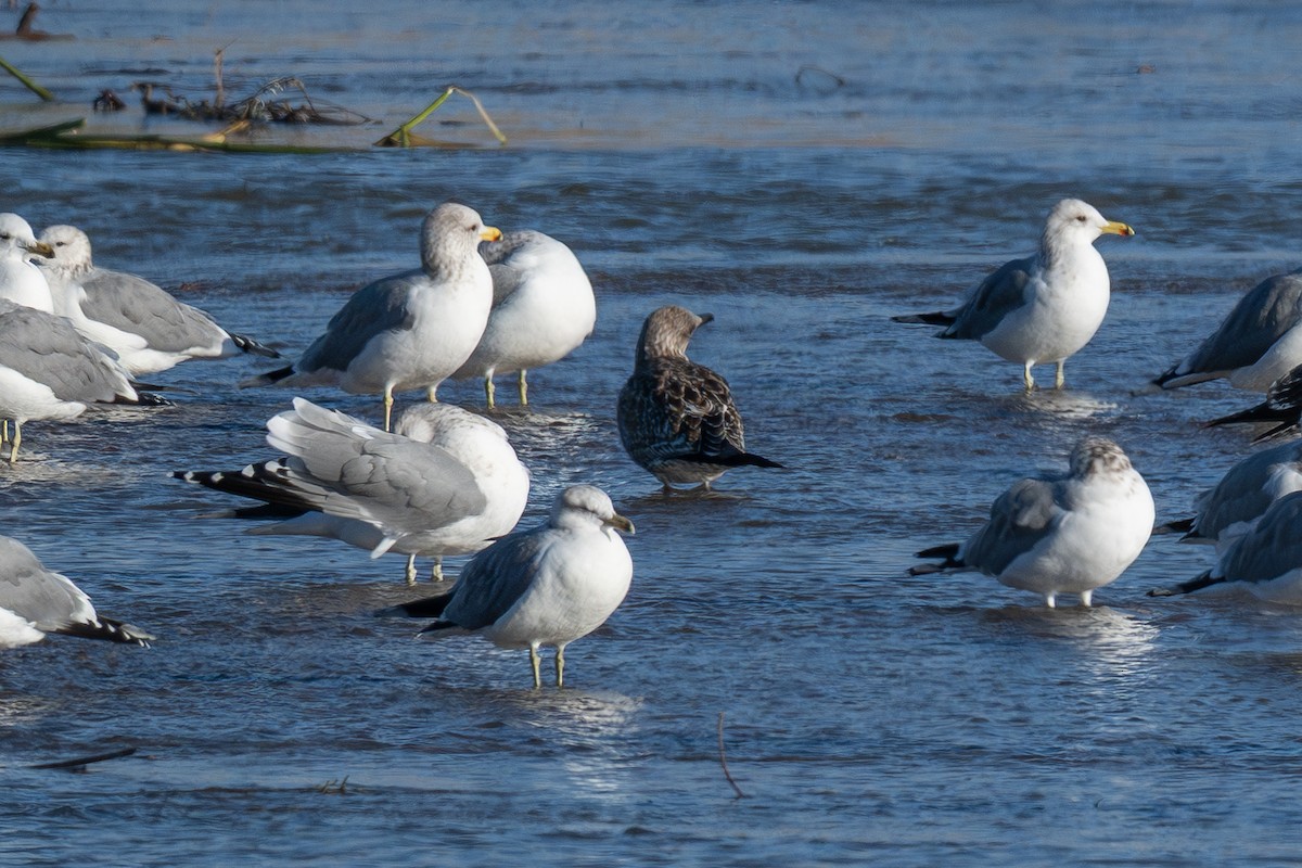 Lesser Black-backed Gull - ML646865883