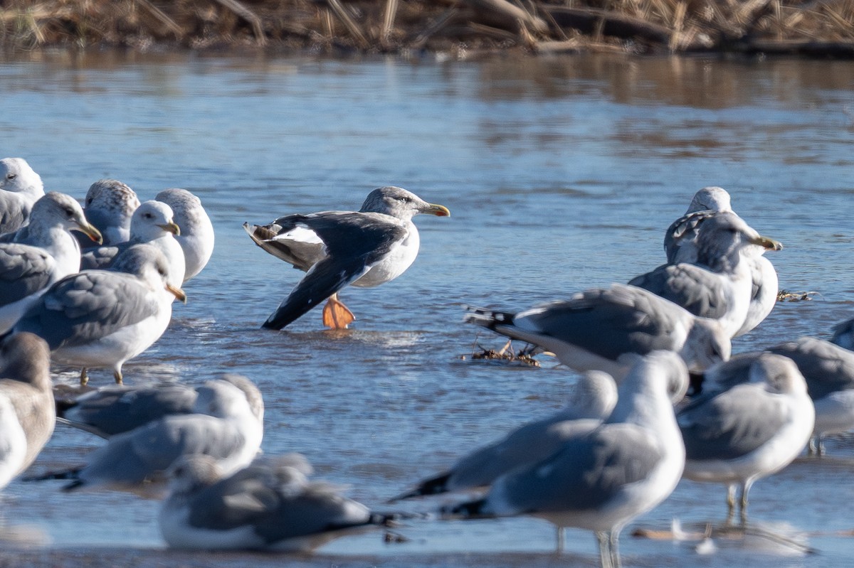 Lesser Black-backed Gull - ML646865884