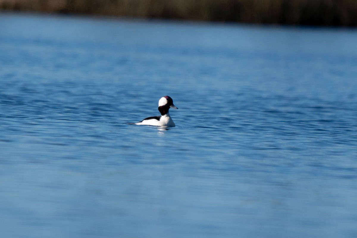 bøffeland - ML646865885