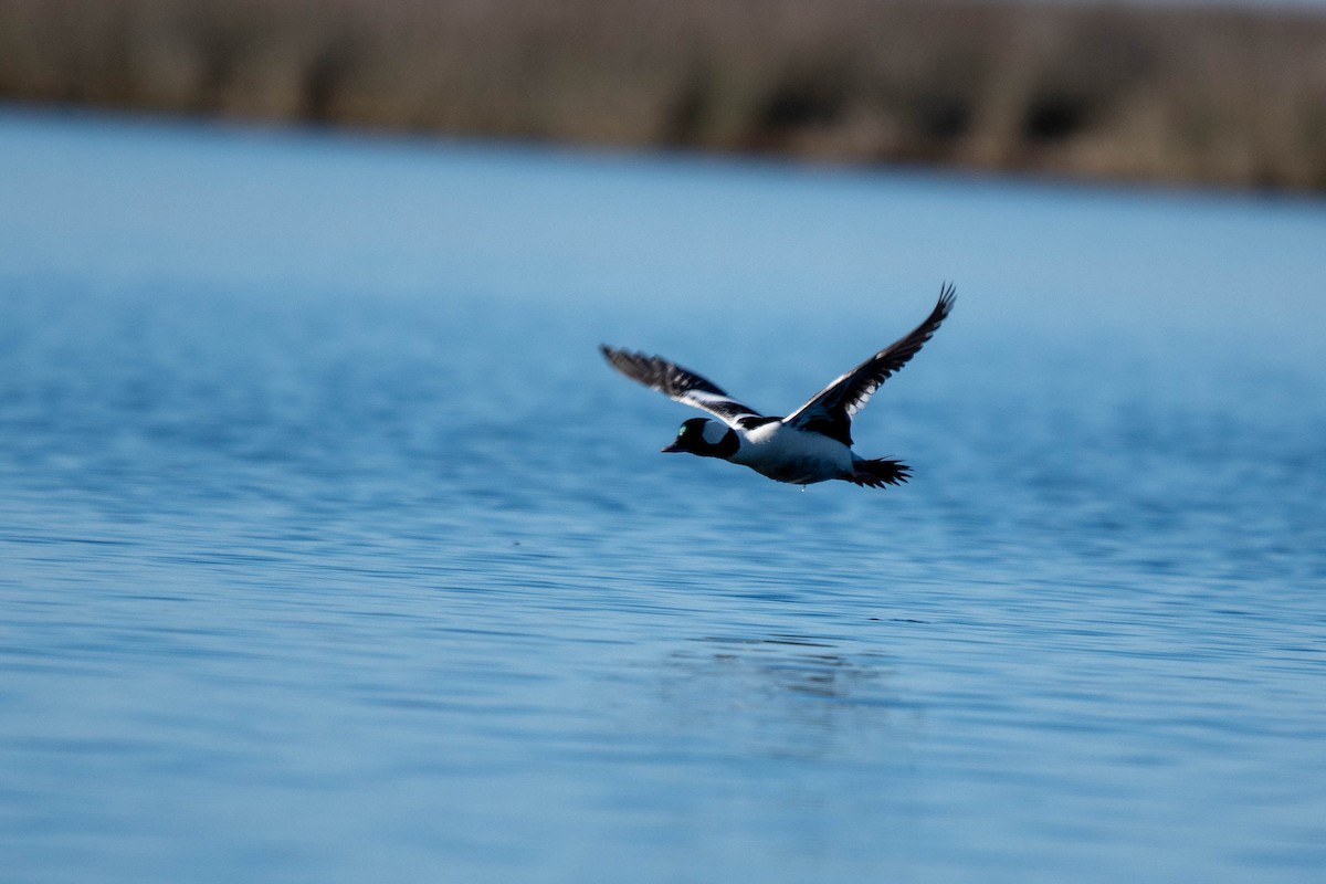 bøffeland - ML646865886