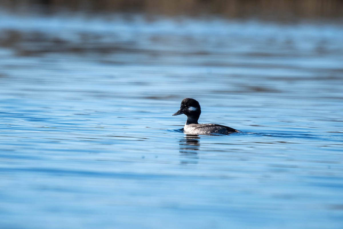 bøffeland - ML646865887