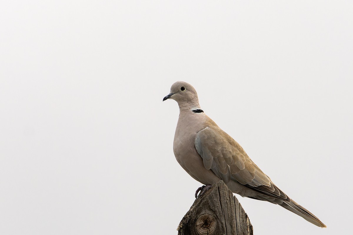 Tourterelle turque - ML646865888