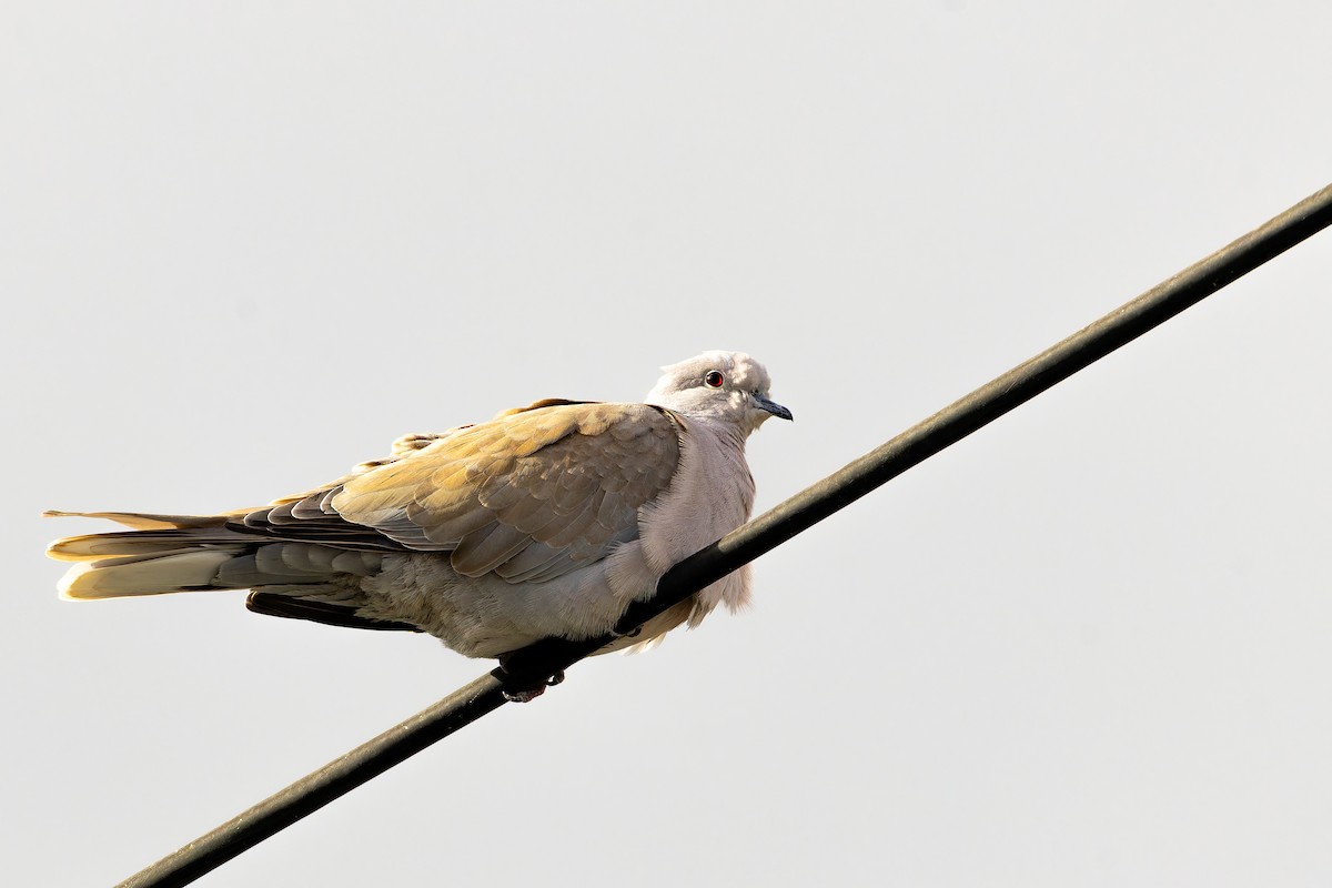 Tourterelle turque - ML646865889