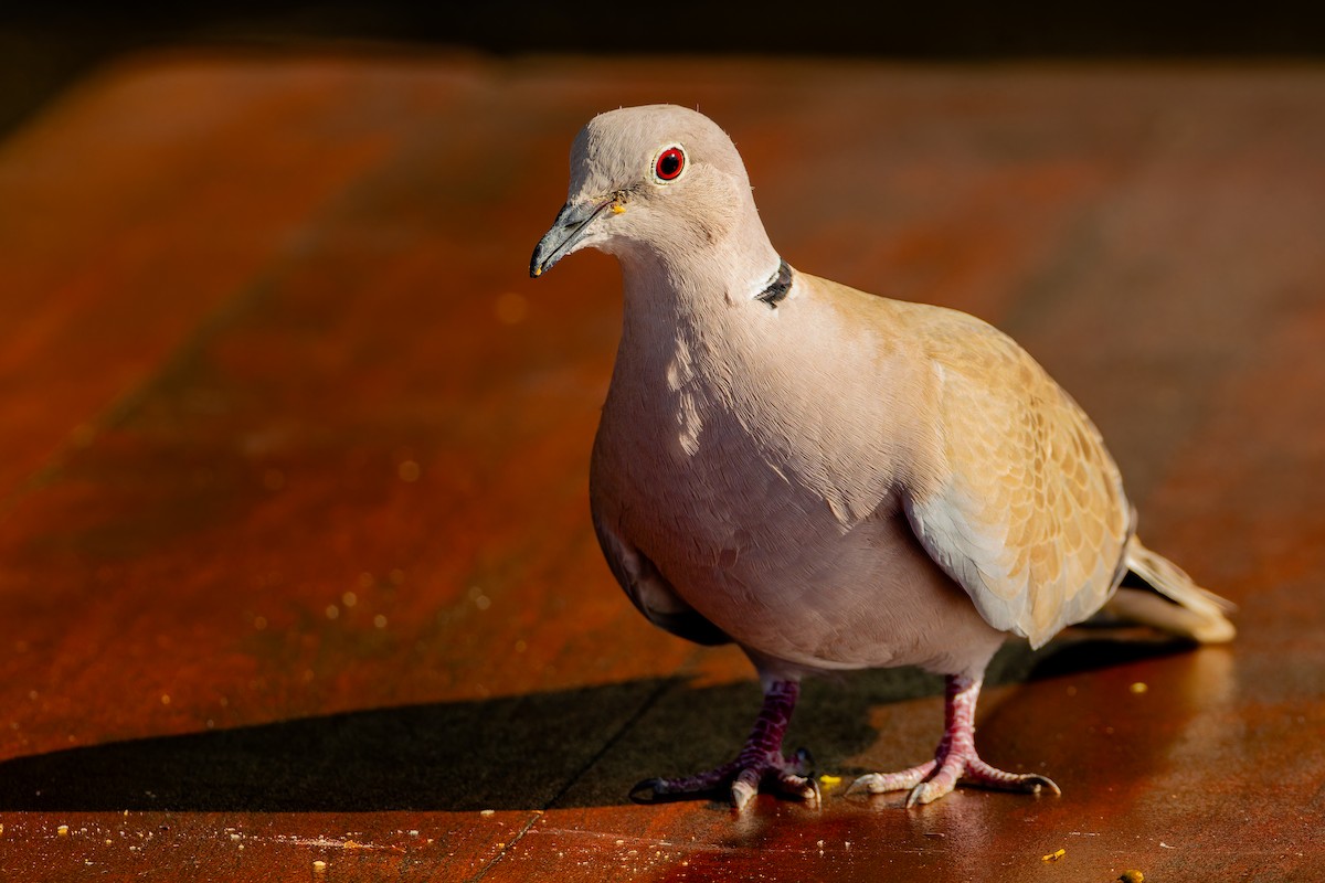 Tourterelle turque - ML646865891