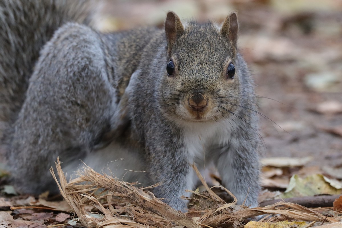 Eastern Gray Squirrel - ML646865893