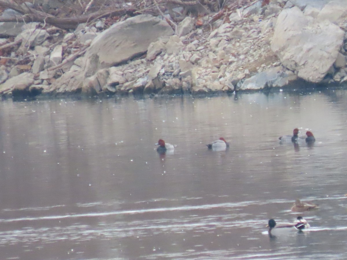 Redhead - ML646865897