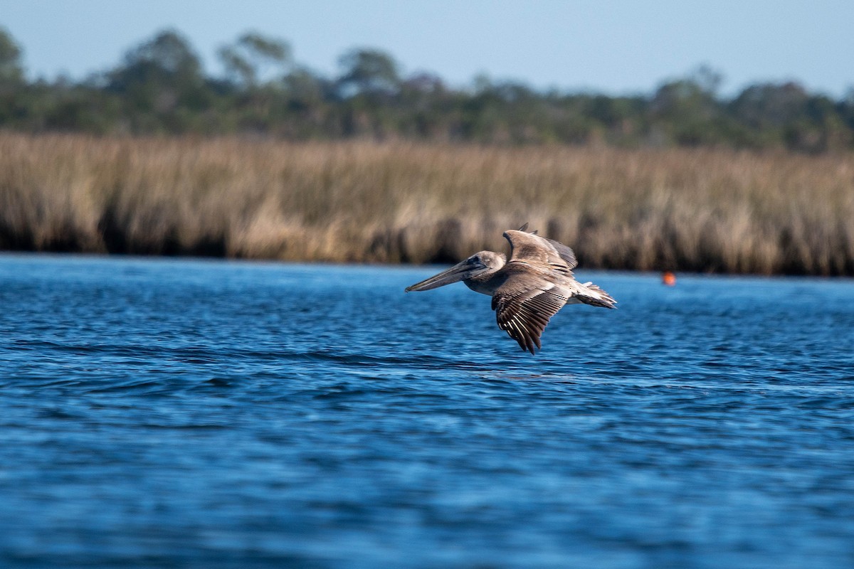 brunpelikan - ML646865899