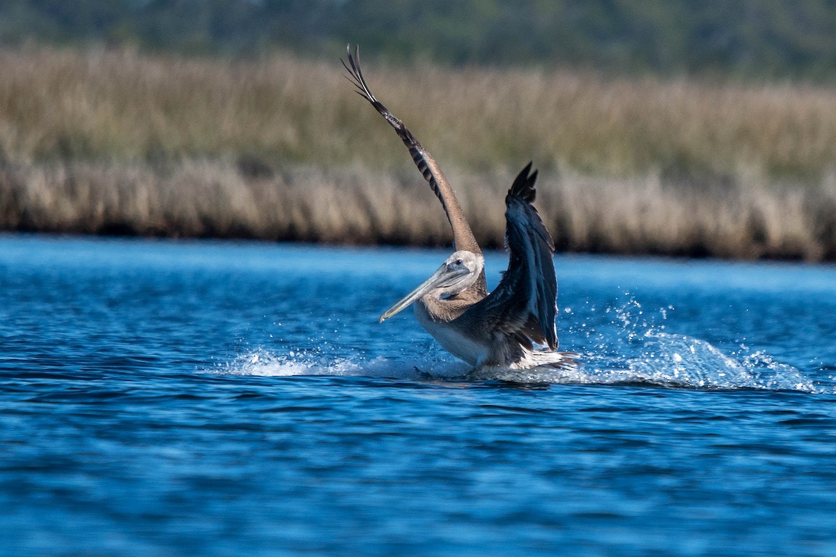 brunpelikan - ML646865900