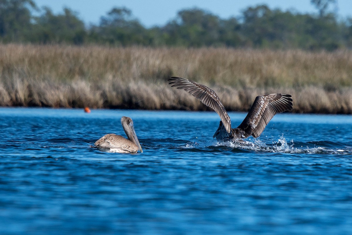 brunpelikan - ML646865901