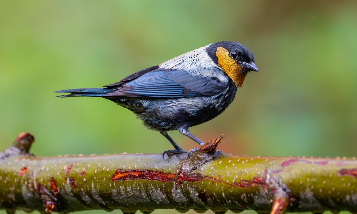 Gümüşi Tangara - ML646865903