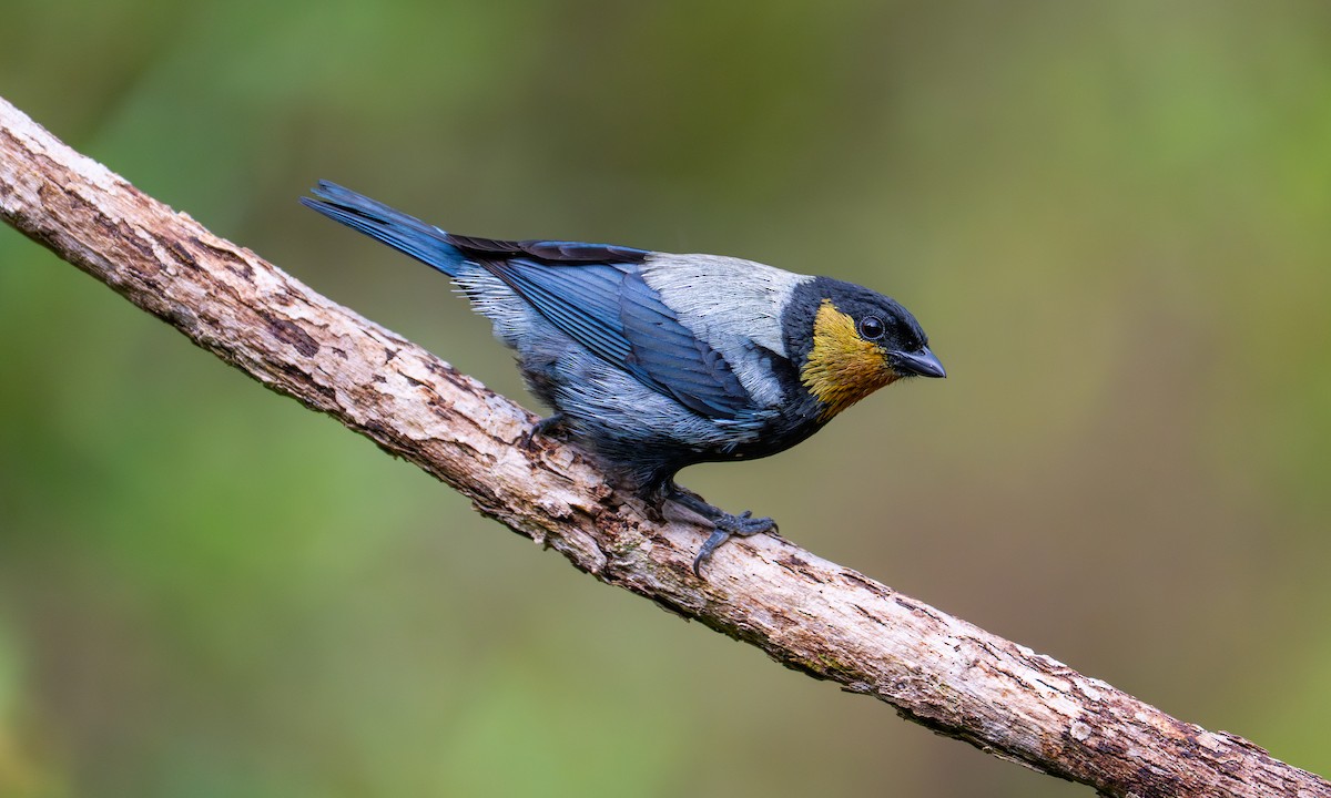 Gümüşi Tangara - ML646865904