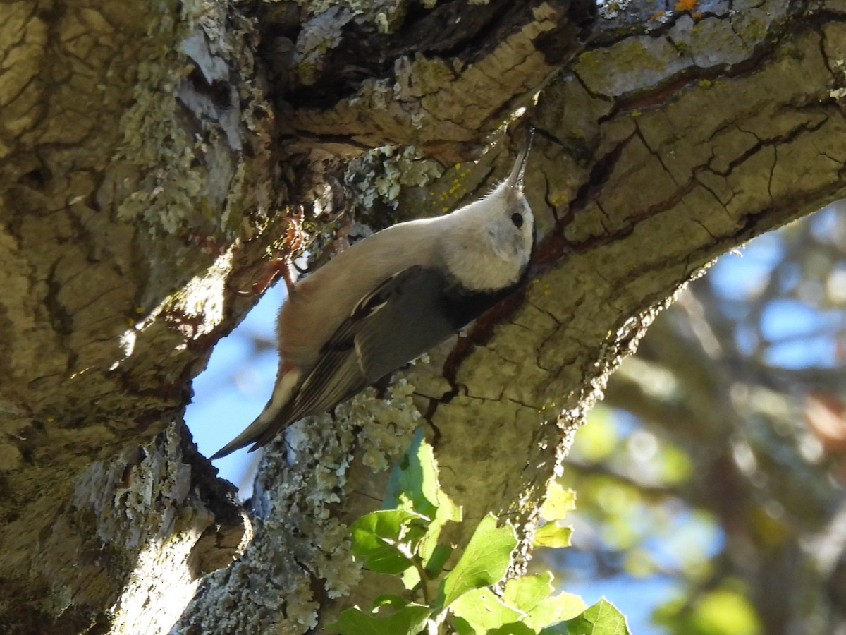 White-breasted Nuthatch - ML646865905