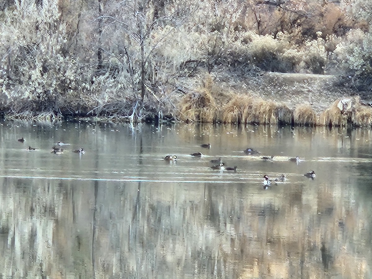 Hooded Merganser - ML646865906