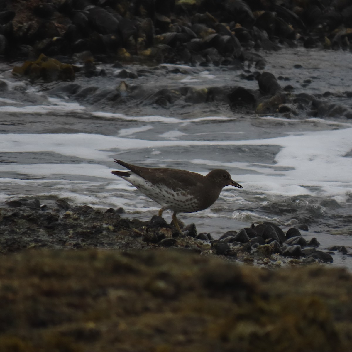 Surfbird - ML646865908