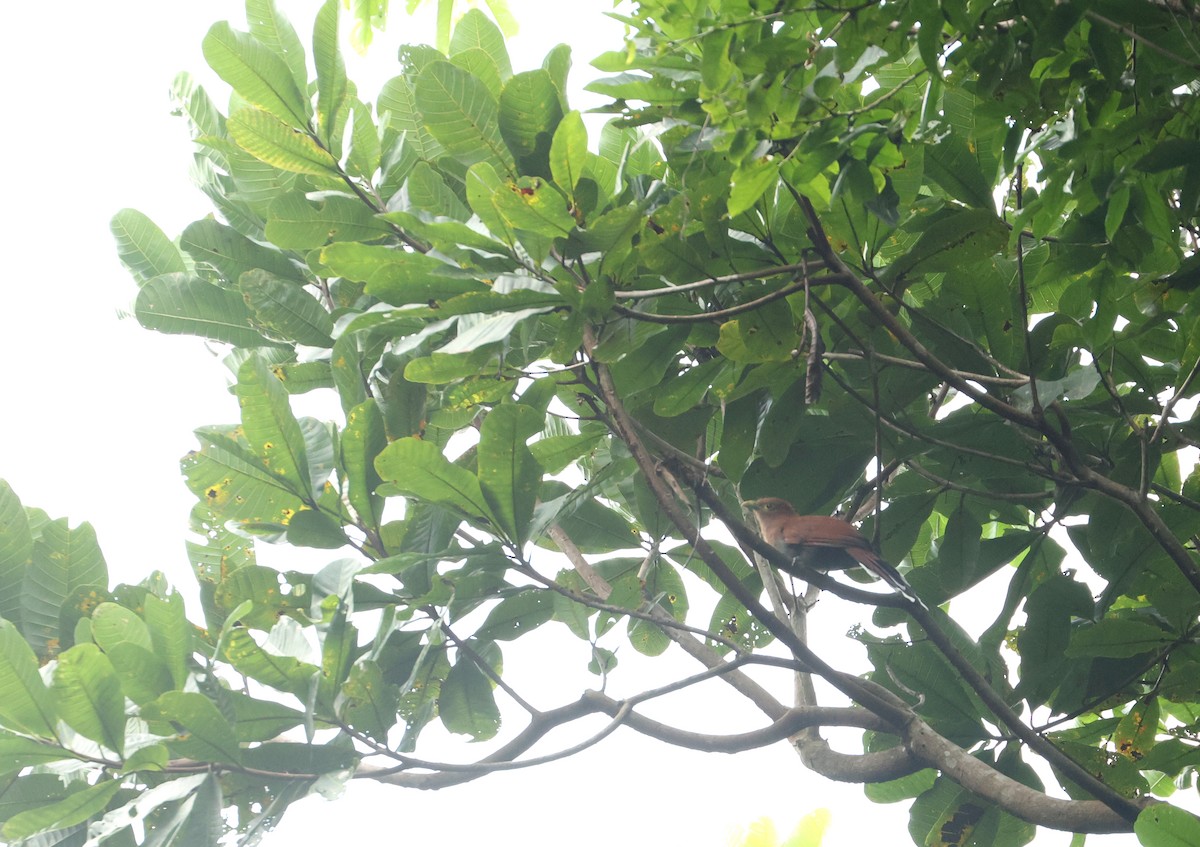 ekorngjøk - ML646865909