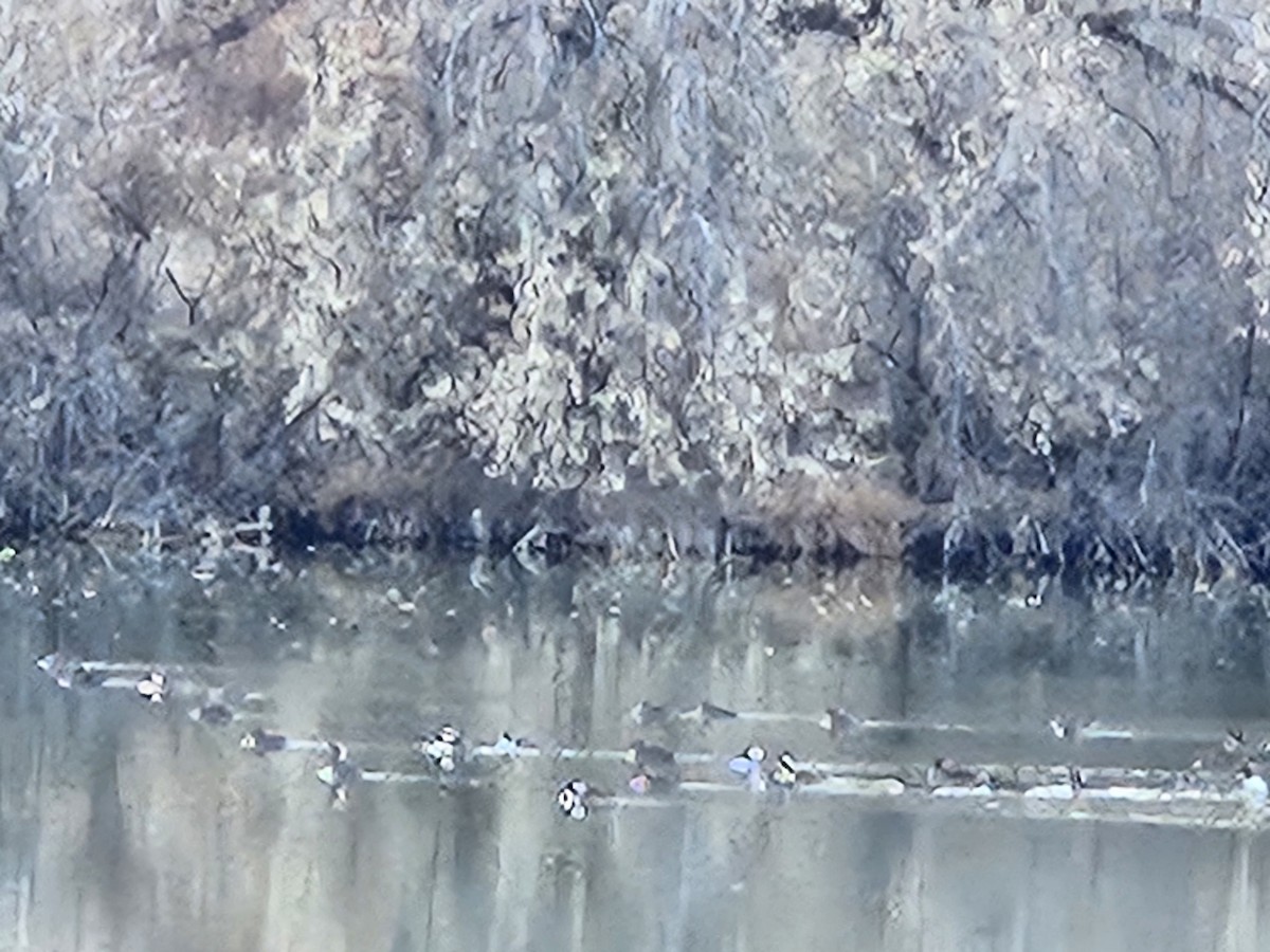 Hooded Merganser - ML646865916