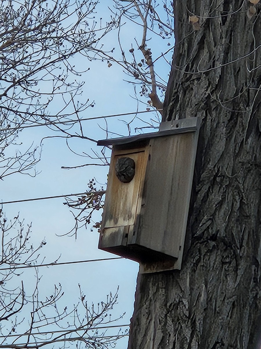 Western Screech-Owl - ML646865920
