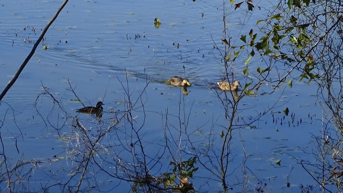 Ánade Sombrío - ML646865923