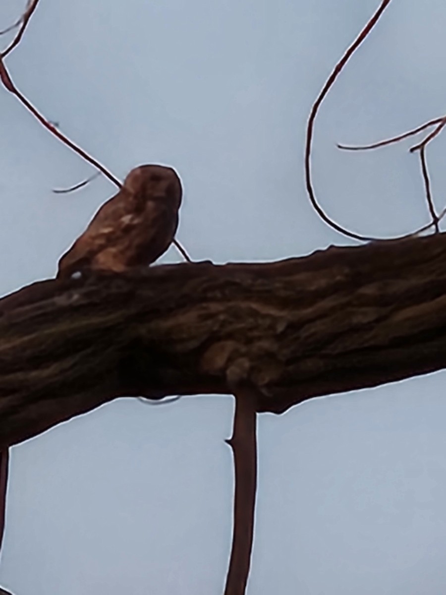 Western Screech-Owl - ML646865925