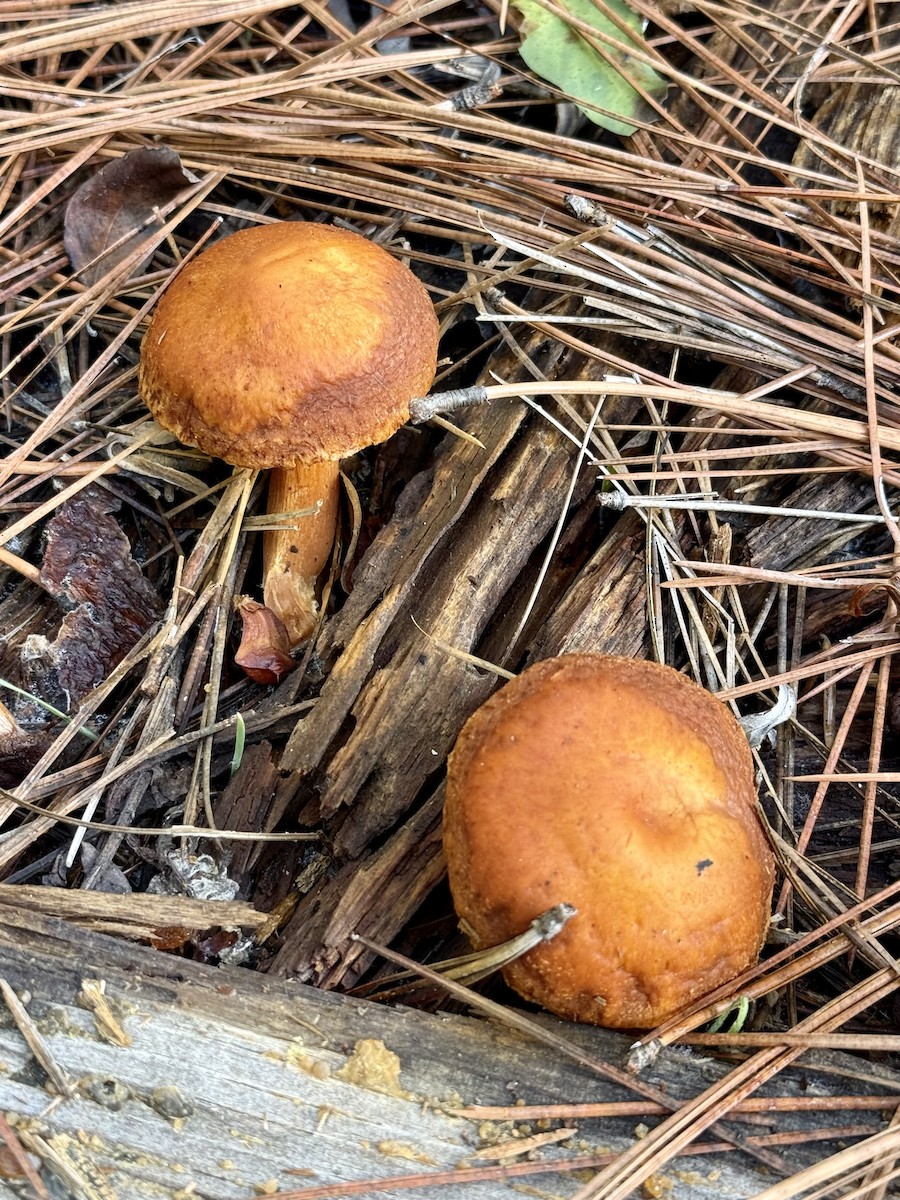 Animali - ML646865926