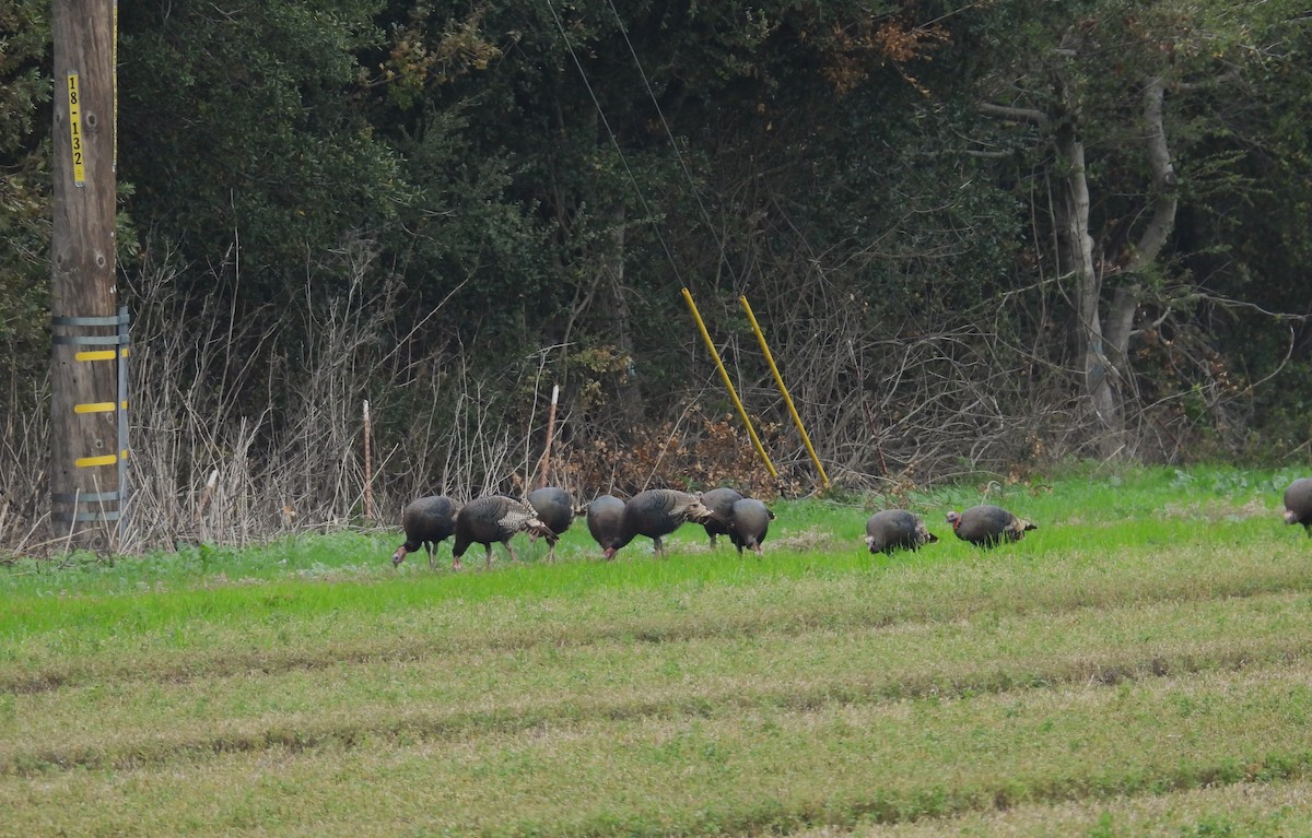 Wild Turkey - ML646865927