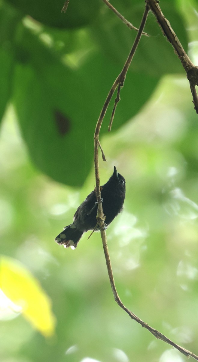 Dot-winged Antwren - ML646865928