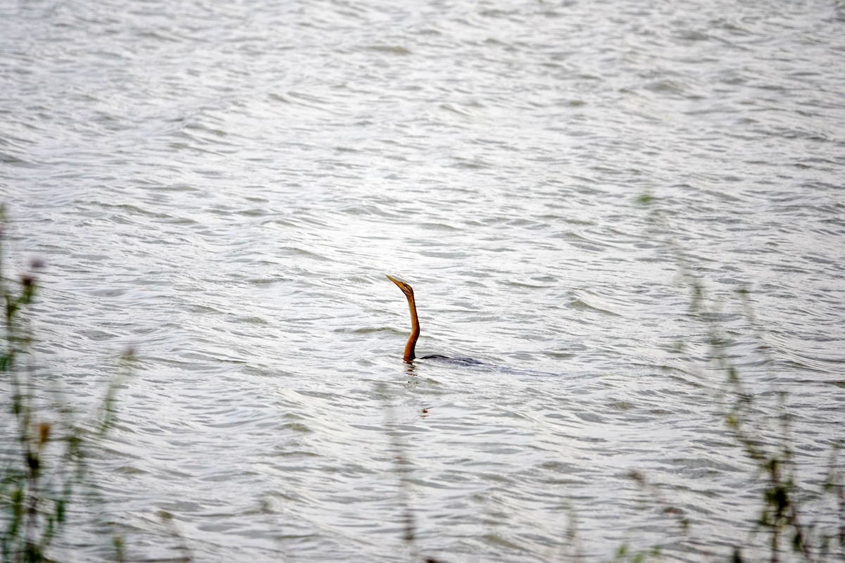 African Darter - ML646865929