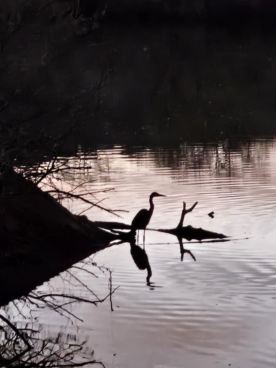 Great Blue Heron - ML646865930