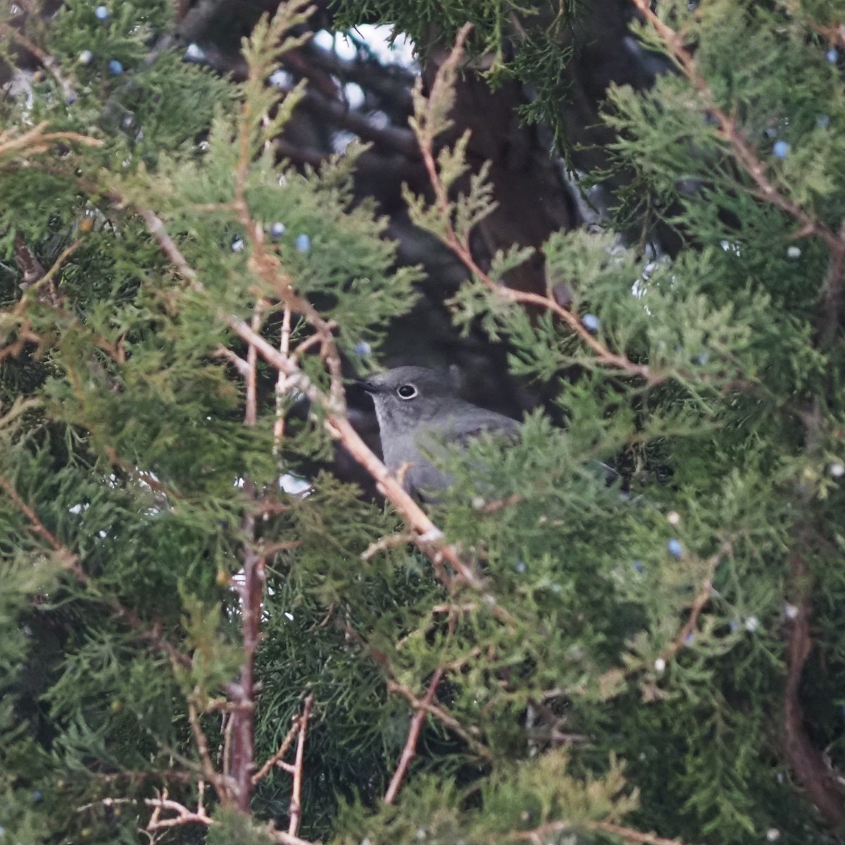 Townsend's Solitaire - ML646865932