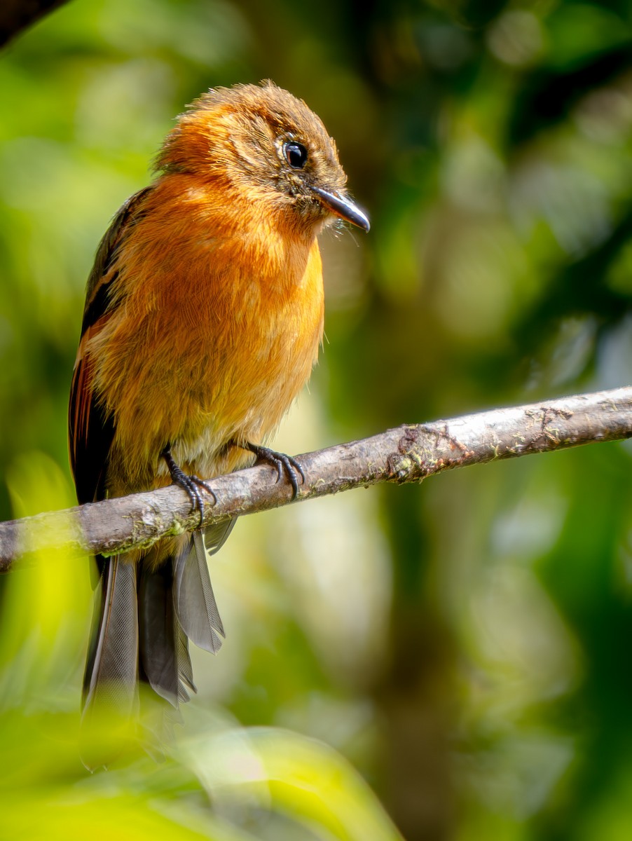 Cinnamon Flycatcher - ML646865933