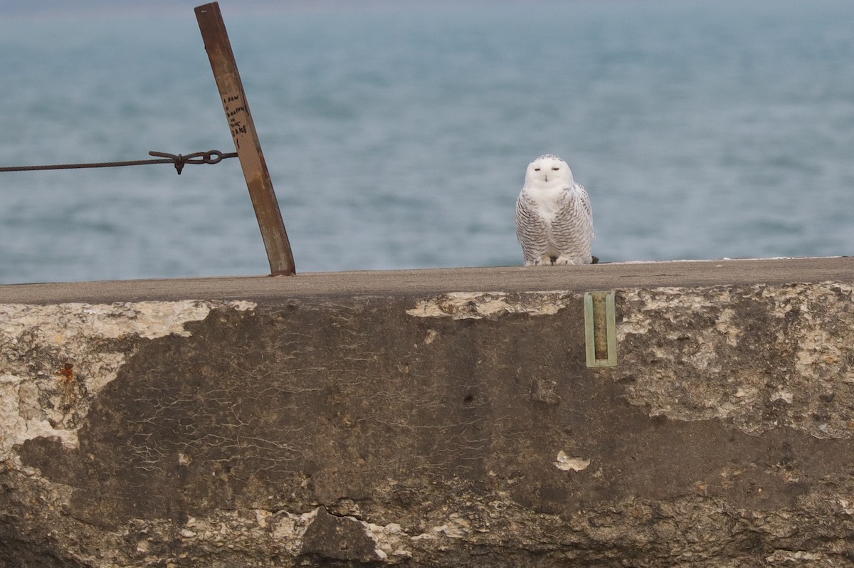 Snowy Owl - ML646865934