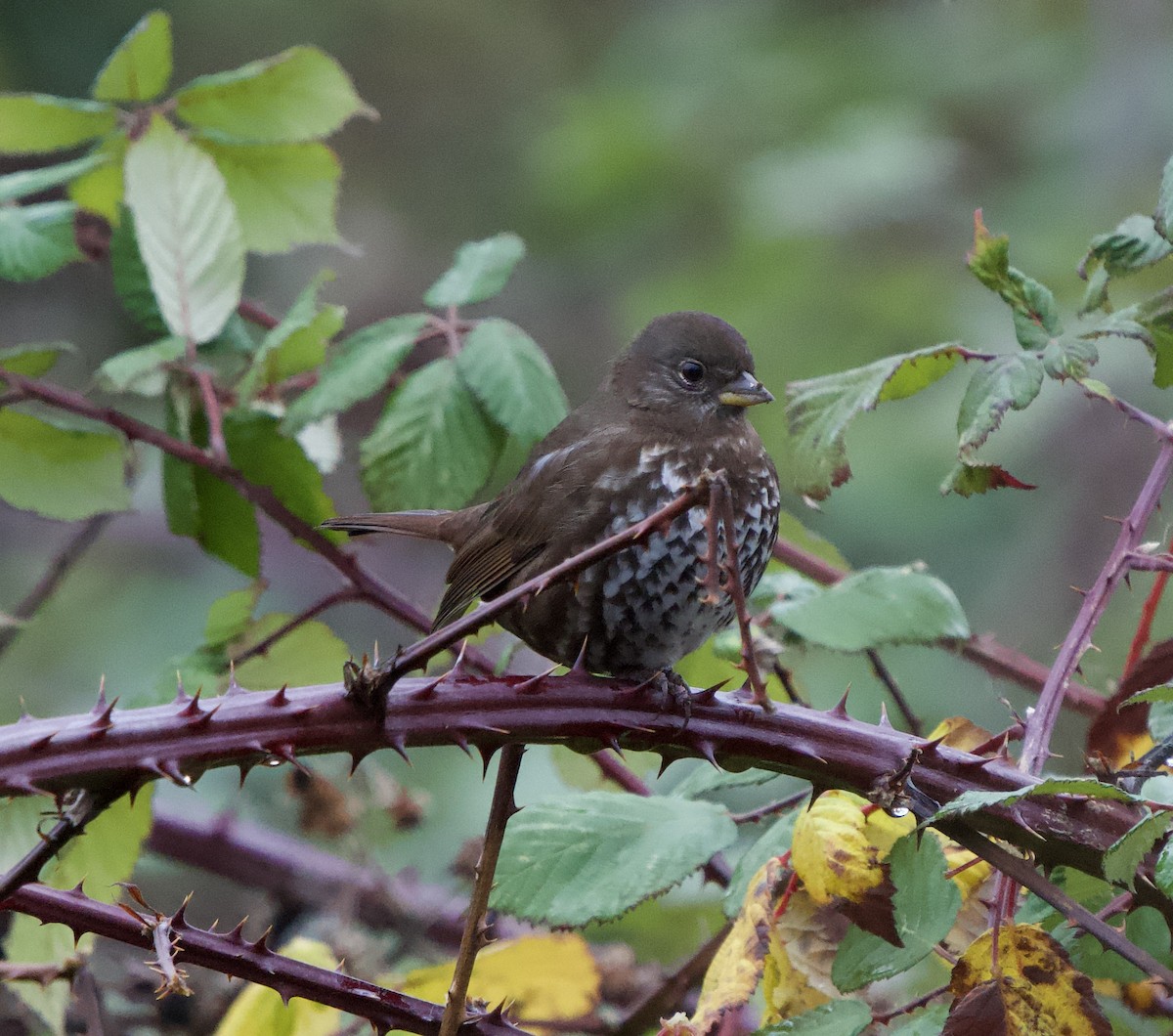 Fox Sparrow (Sooty) - ML646865935