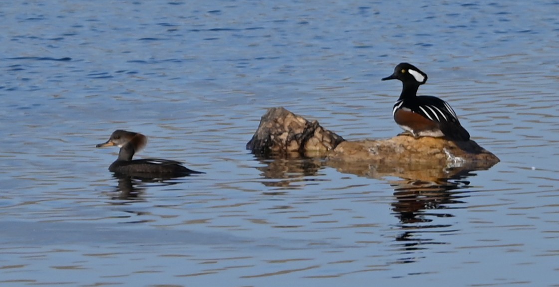 Hooded Merganser - ML646865936