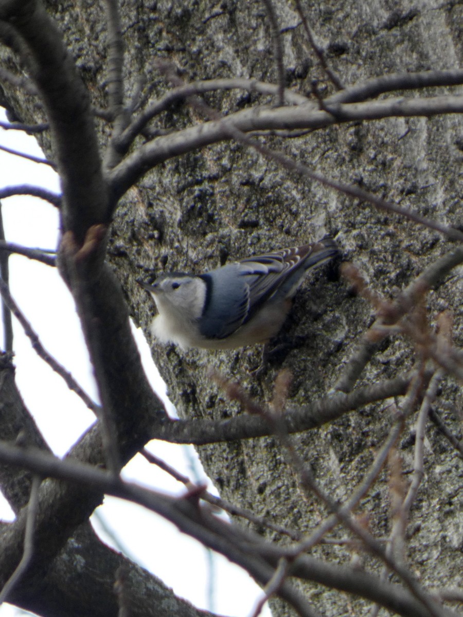 White-breasted Nuthatch - ML646865937