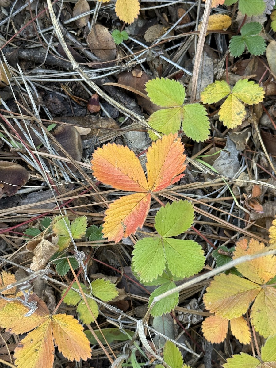 Animali - ML646865938