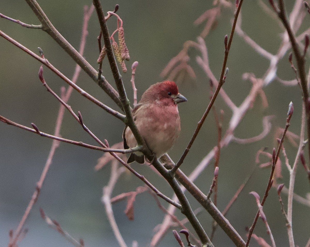 Purple Finch - ML646865939