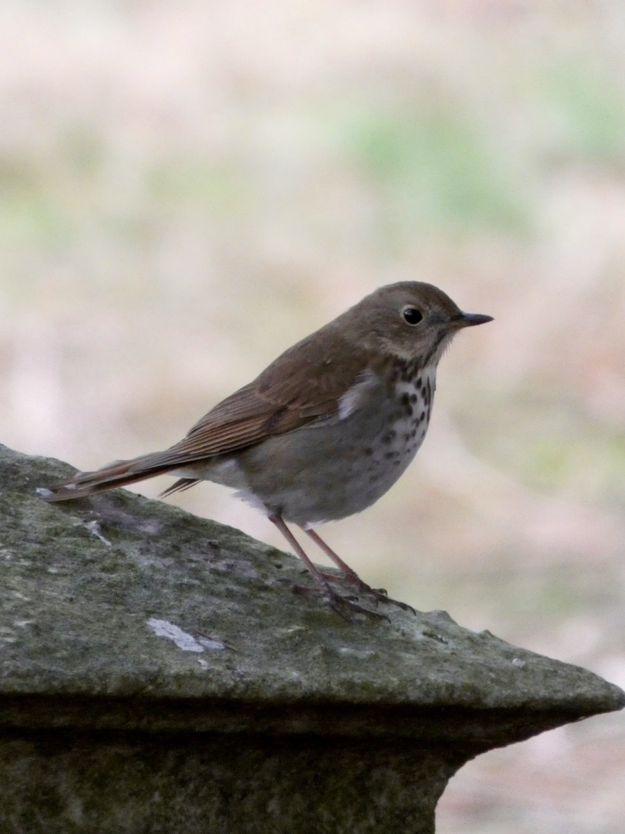 Hermit Thrush - ML646865940