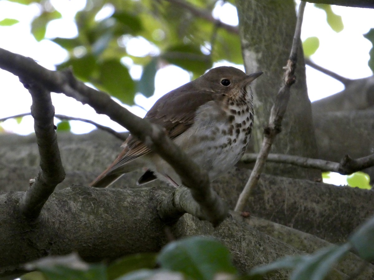 Hermit Thrush - ML646865941