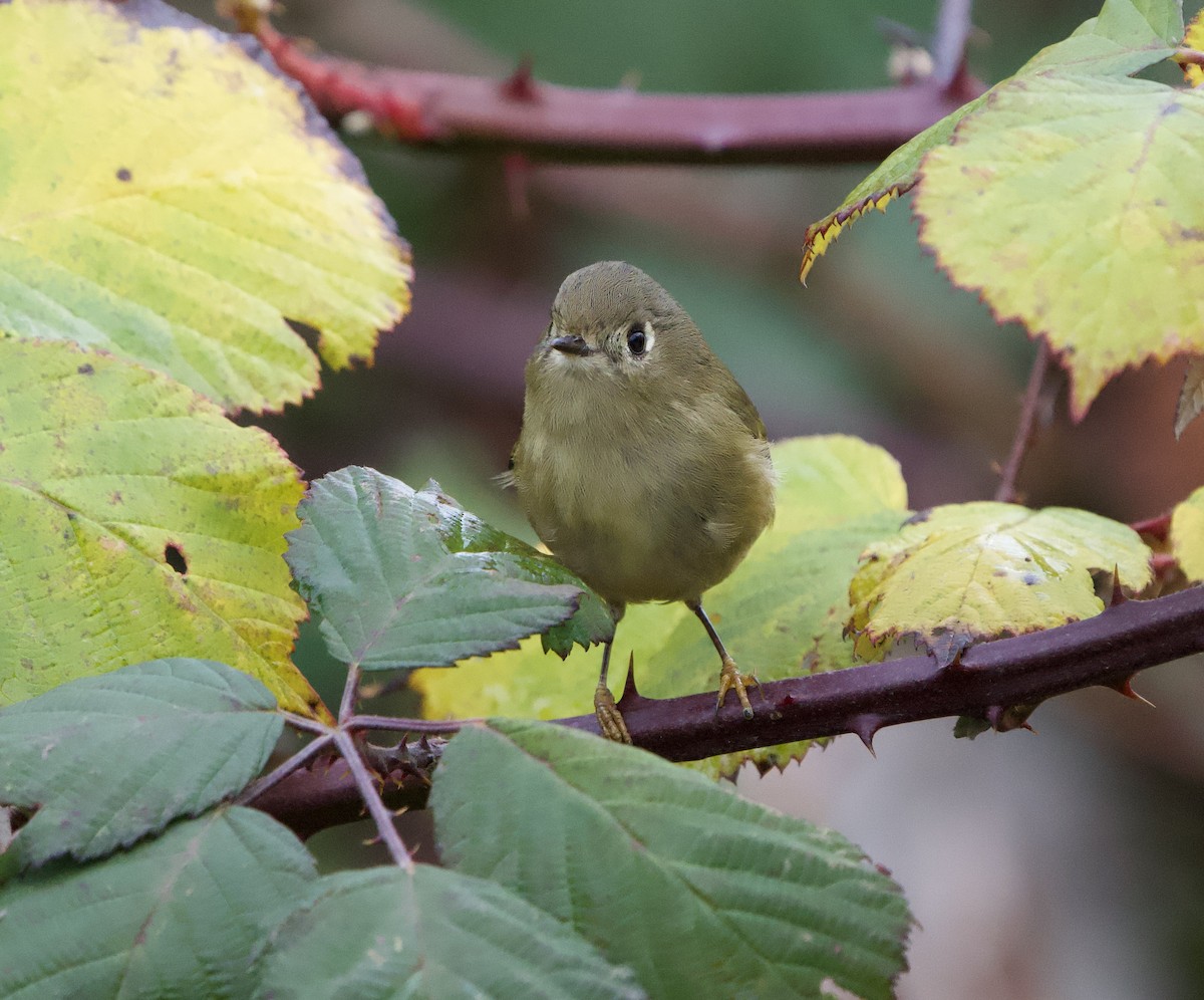Ruby-crowned Kinglet - ML646865943