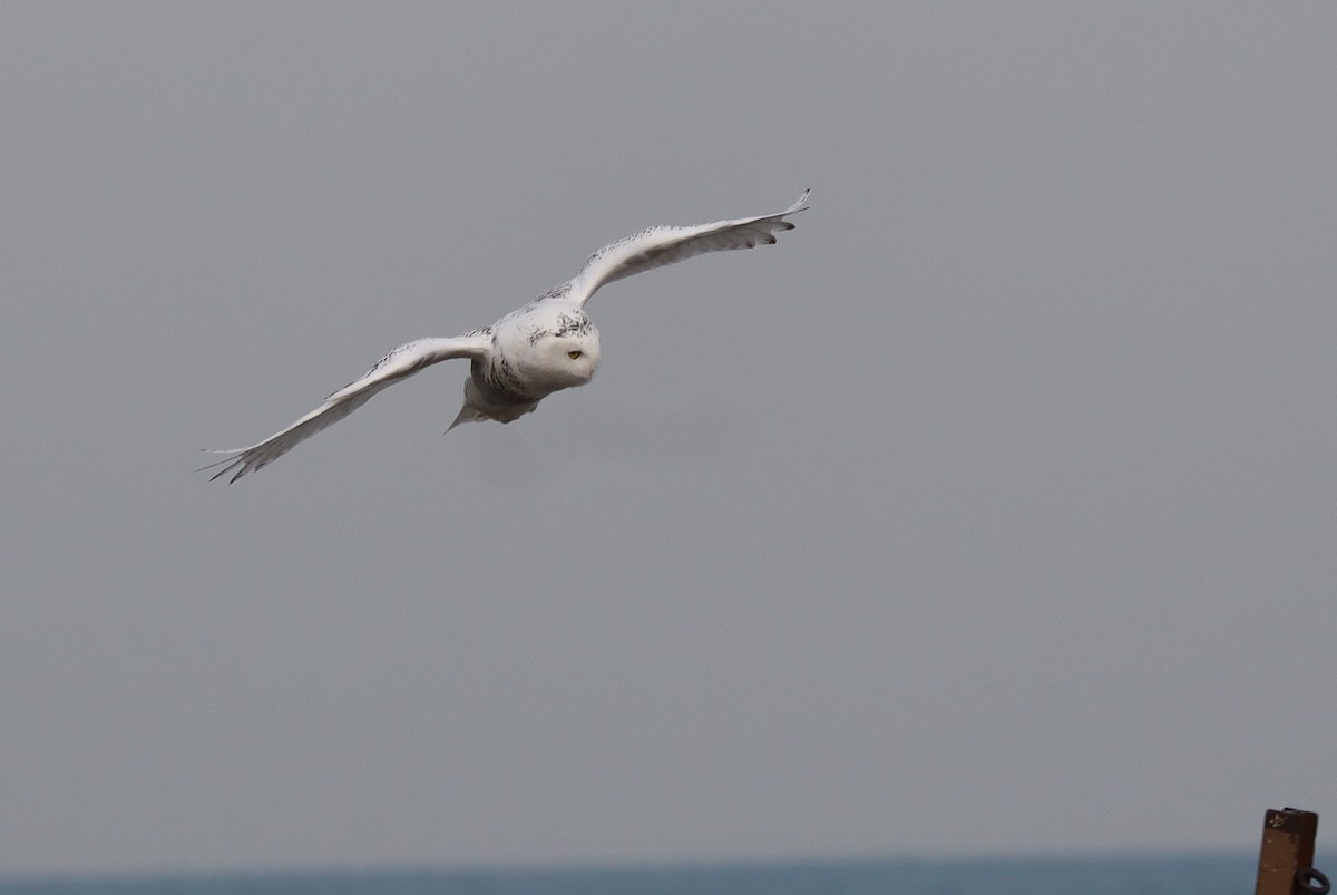 Snowy Owl - ML646865944