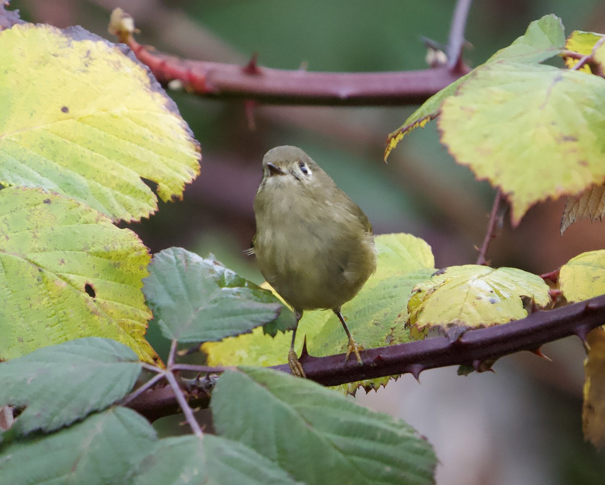 Ruby-crowned Kinglet - ML646865945