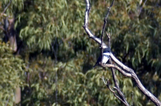 Belted Kingfisher - ML646865946