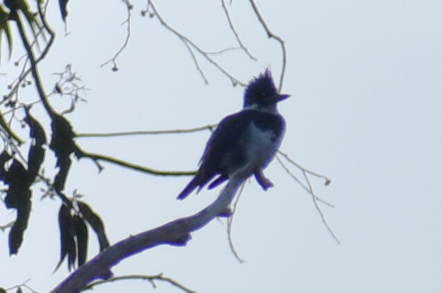 Belted Kingfisher - ML646865947
