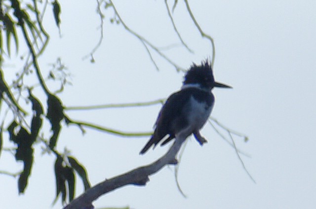 Belted Kingfisher - ML646865948