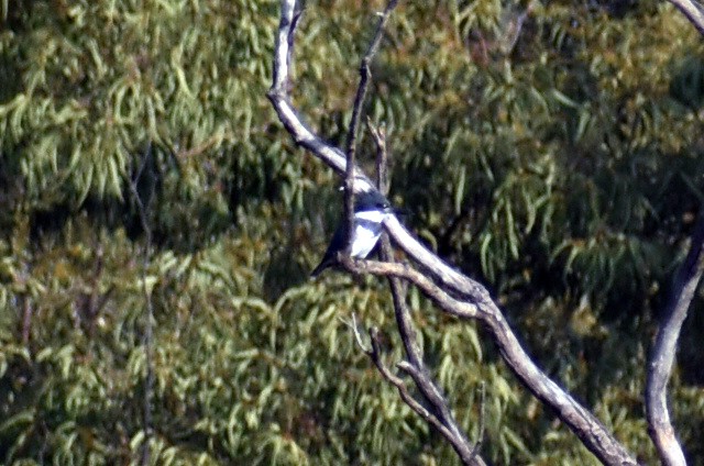 Belted Kingfisher - ML646865949