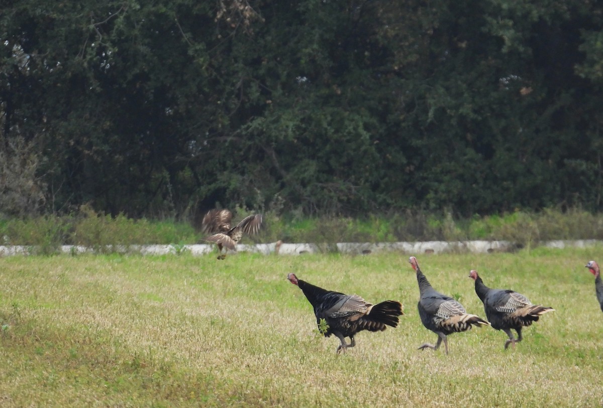 Wild Turkey - ML646865950